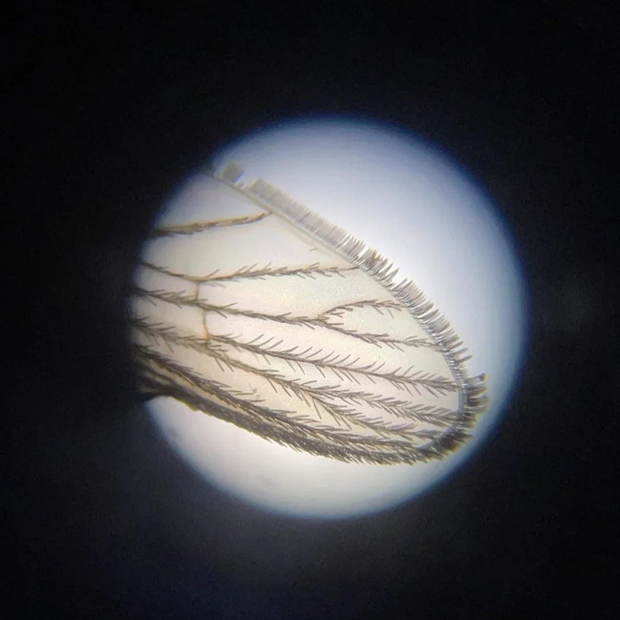 Tridaptor | 3-Axis Precision Smartphone Adapter for Microscopes - Image 9
